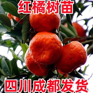 四川红橘苗万州古红桔川红柑橘苗大红袍橘子苗南北方种植当年结果