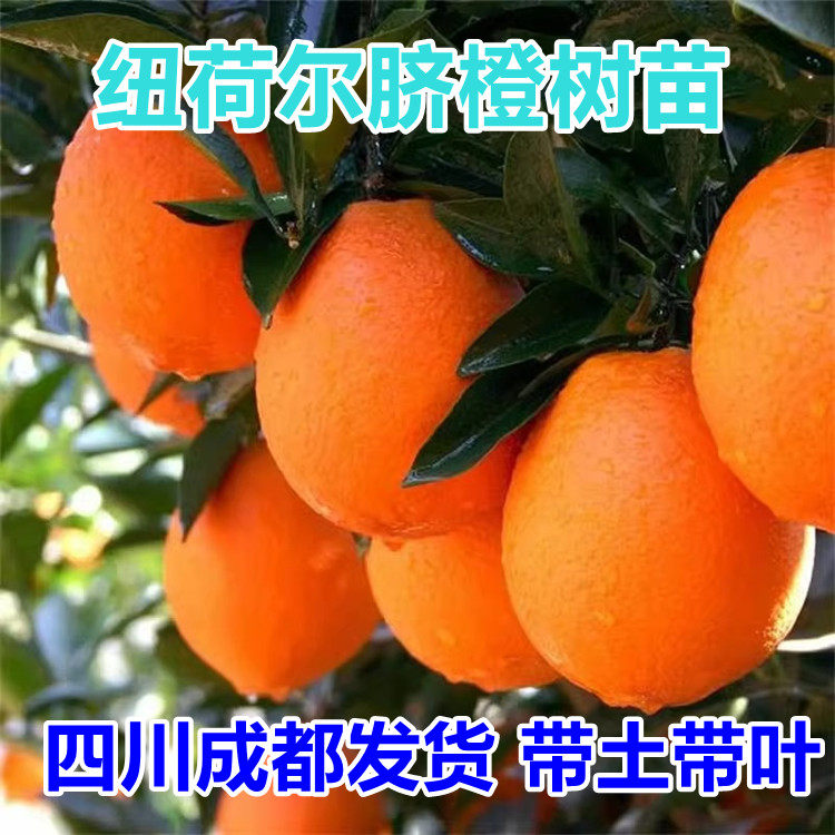 四川纽荷尔脐橙苗嫁接橙子苗地栽盆栽庭院南北方种植脐橙当年结果,鲜花速递/花卉仿真/绿植园艺,果树,淘宝优惠券,粉丝福利购,淘宝优惠卷