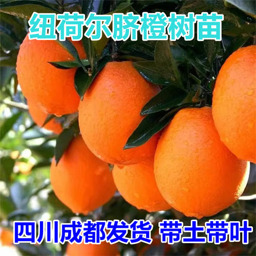 四川纽荷尔脐橙苗嫁接橙子苗地栽盆栽庭院南北方种植脐橙当年结果