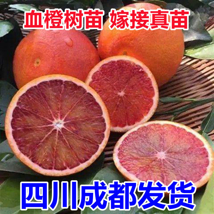 玫瑰香橙树苗玫瑰血橙苗 橙子苗 四川玫瑰香橙树盆栽地栽当年结果,鲜花速递/花卉仿真/绿植园艺,果树,淘宝优惠券,粉丝福利购,淘宝优惠卷