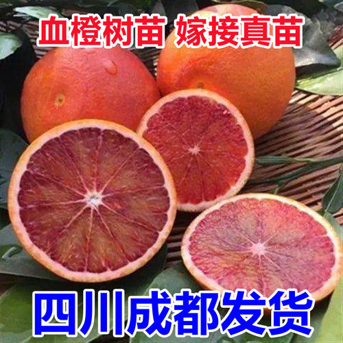 玫瑰香橙树苗玫瑰血橙苗 橙子苗 四川玫瑰香橙树盆栽地栽当年结果