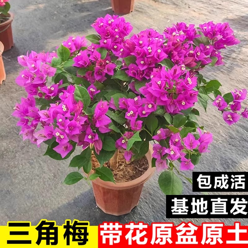温江三角梅盆栽带花重瓣红绿樱大苗植物室内阳台树苗耐寒老桩花卉