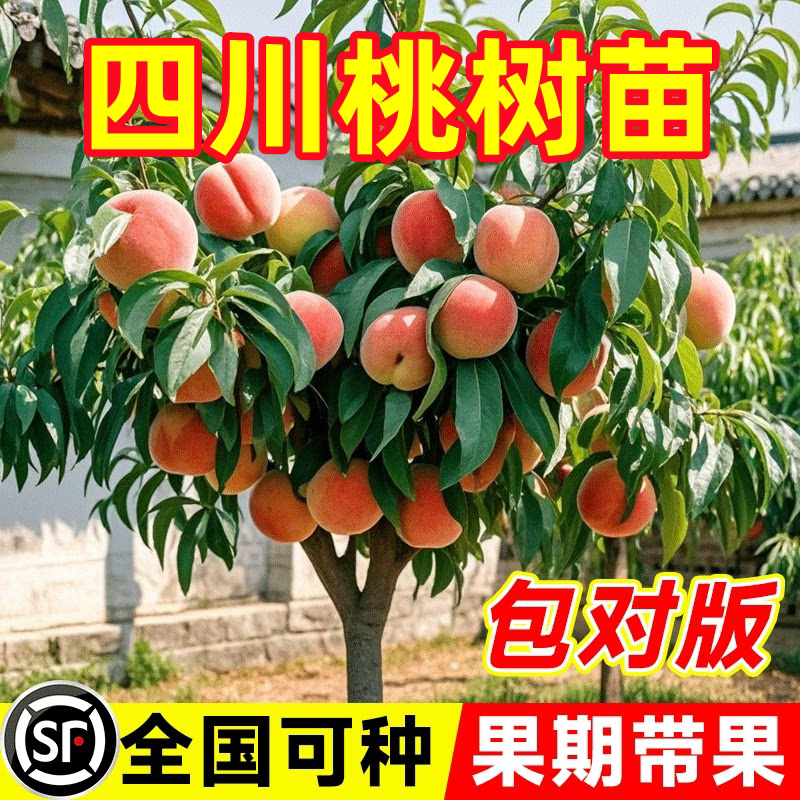 四川龙泉水蜜桃树果苗桃嫁接桃树苗盆栽地栽南方北方种植当年结果