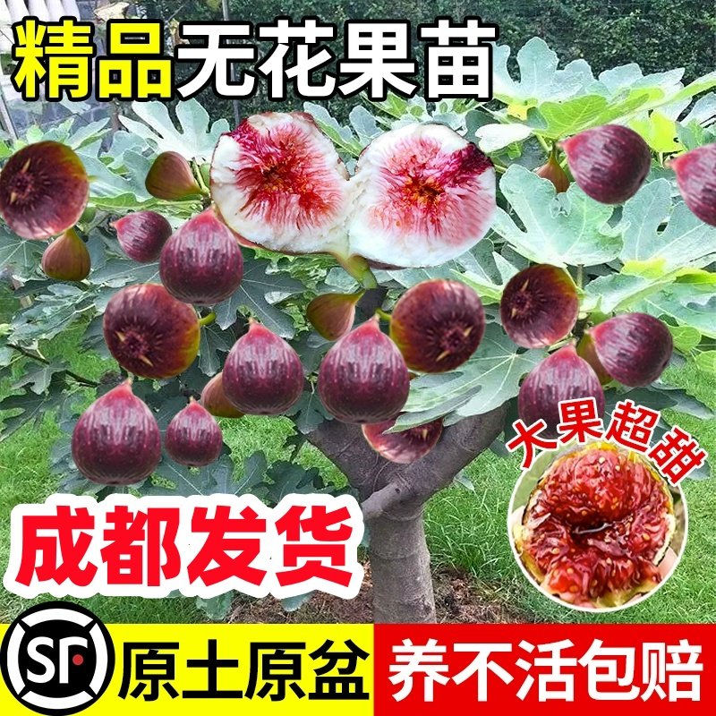 四川波姬红无花果苗树苗青皮格莱斯盆地栽南北方种植庭院果树果树图片