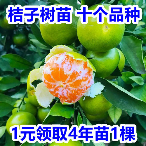 桔子树苗青皮蜜桔果树果苗沙糖桔子树黄岩蜜桔橘子树特大盆栽带果