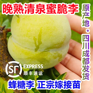四川蜂糖李子果树苗子南方蜂糖早晚熟嫁接青脆骨李子苗新品种带果