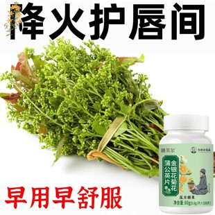 【经常上火】金银花败火菊花蒲公英清热去火五脏之火男女通用