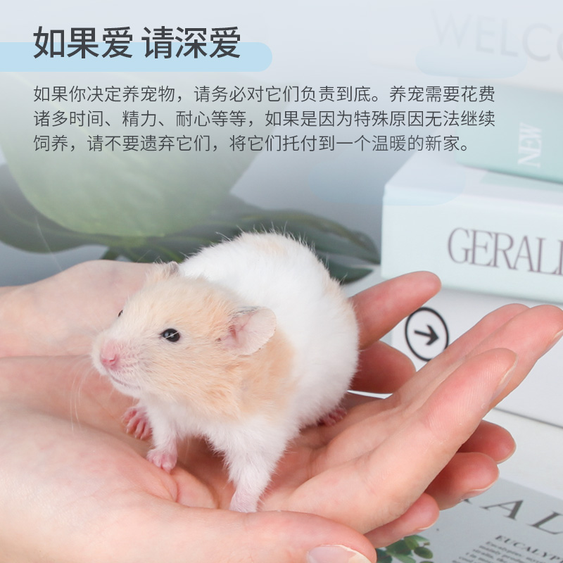 速发宠尚天仓鼠活物已打一对银狐布丁金丝熊苍鼠送笼子