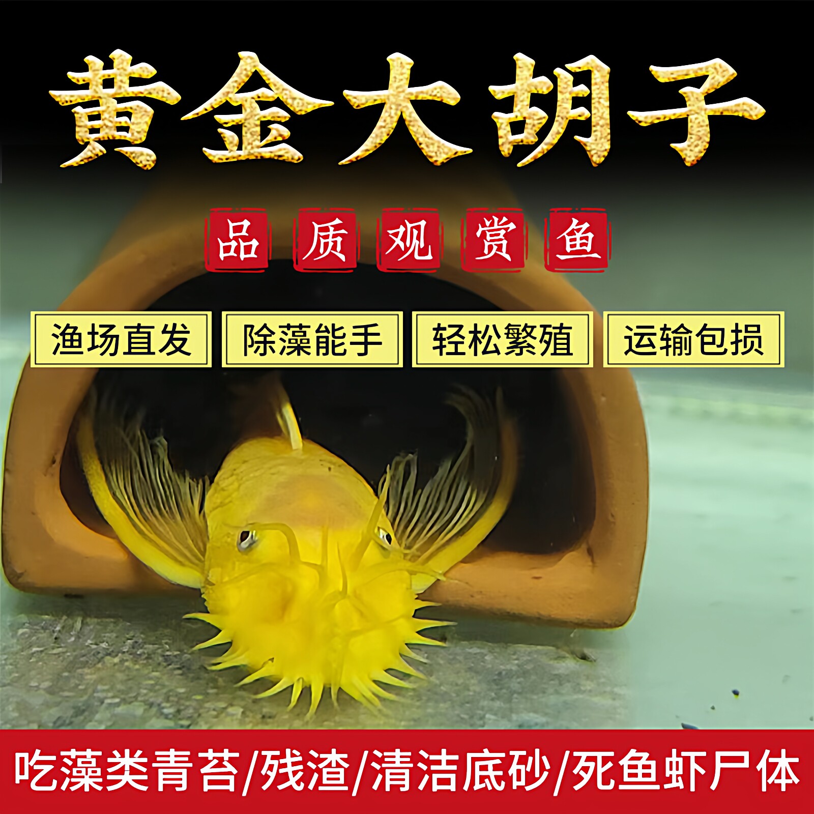 清缸工具鱼蓝眼胡子鱼黄金红眼迷彩鱼缸清洁鱼草缸小型热带观赏鱼