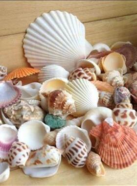 100g/bag Mixed Sea Beach Shells Seashells Fish Tank