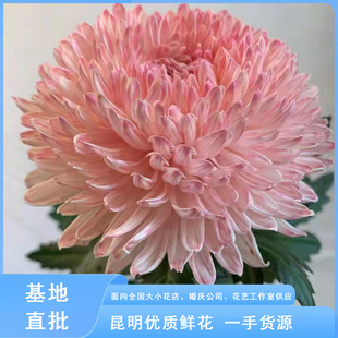 牡丹菊云南鲜切菊花供佛家居办公室瓶插鲜花禅意瓶插斗南花市直批