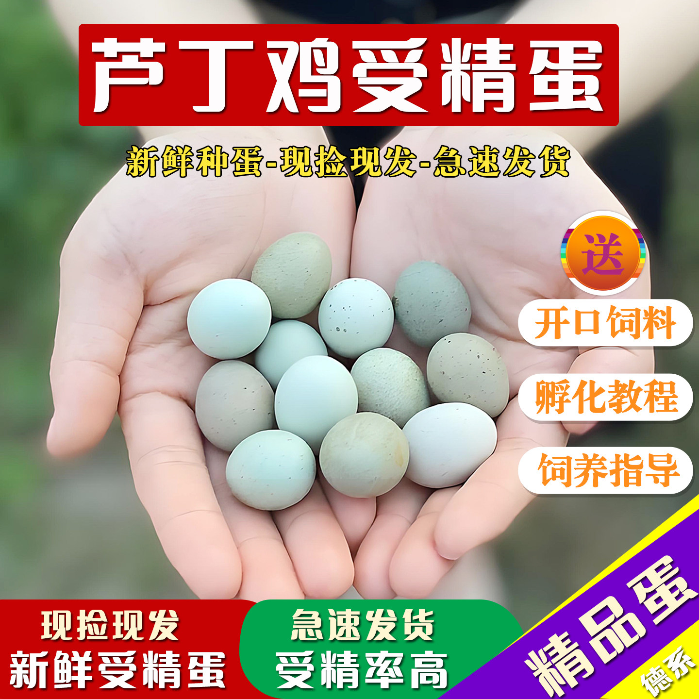 芦丁鸡受精可孵化观赏蛋