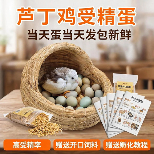 芦丁鸡受精种蛋可孵化现捡现发
