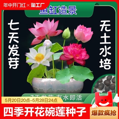 四季开花碗莲种子水培好养荷花