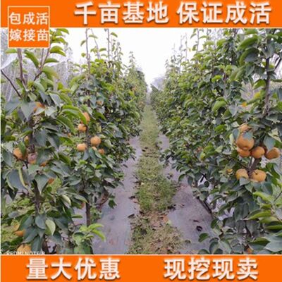 新品园艺梨树苗嫁接红梨苗南北方种植当年结果盆栽地栽果树苗翠冠