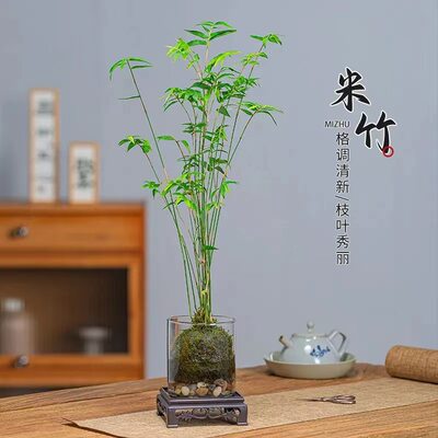 桌面米竹苔藓球绿植室内客厅办公