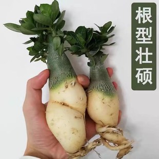 耐寒耐旱重瓣沙漠玫瑰多肉阳台带花苞老桩花卉绿植盆栽四季 开花