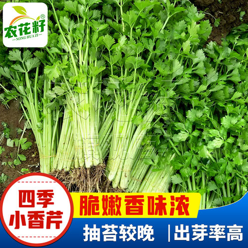四季小香芹菜种孑本地芹菜种籽大全秧苗白芹菜种子蔬菜种孑农家