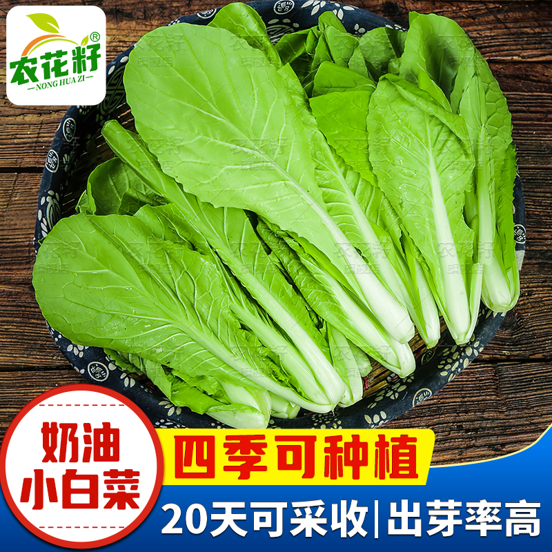 四季速生奶油白菜种籽大全快菜种籽青菜毛白菜小白菜种孑蔬菜种子 鲜花速递/花卉仿真/绿植园艺 家庭园艺种子 原图主图