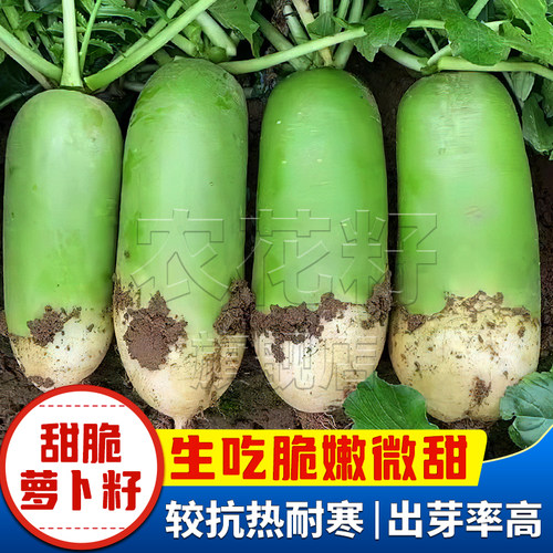 本地青皮萝卜种子甜脆型