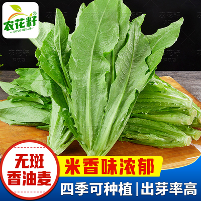 无斑香油麦菜种籽大叶