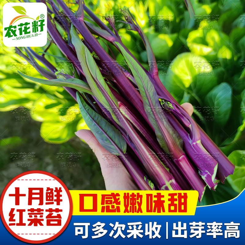 十月红红菜苔苔粗质脆口感嫩