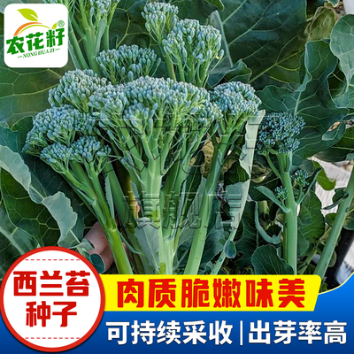 西兰苔种子种籽盆栽苔芥蓝