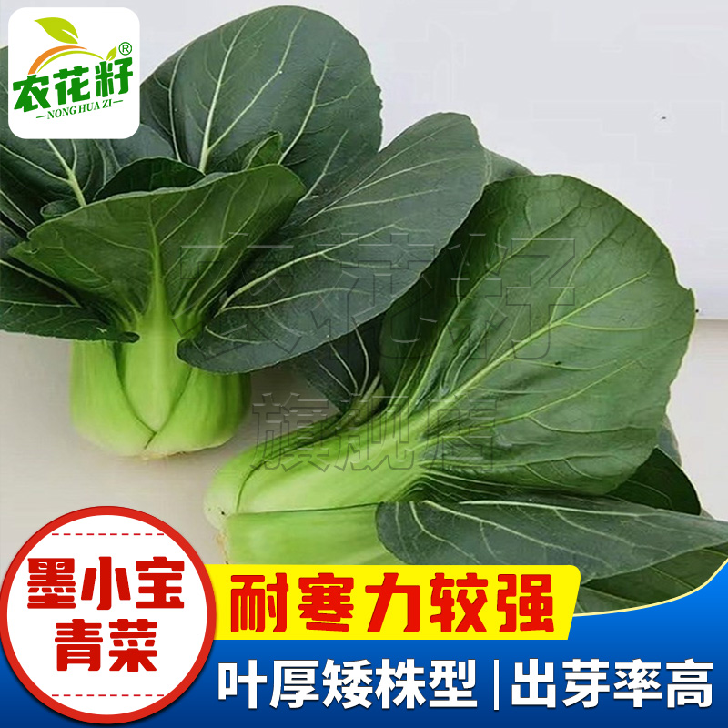 耐寒强，可以过冬