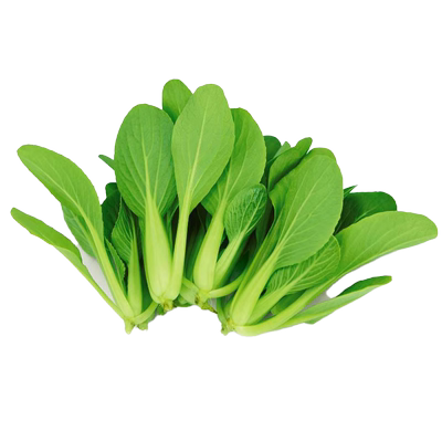 速生鸡毛菜菜籽种籽早熟耐热鸡毛菜种孑阳台盆栽易种四季蔬菜种子