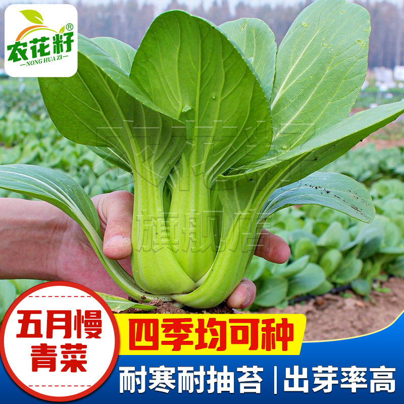 五月慢青菜种子耐寒秋冬季青菜种籽开花抽薹晚盆栽甜青菜蔬菜种孑