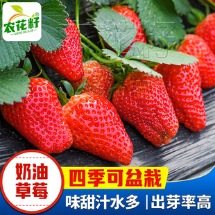 盆栽草莓种籽水果种籽室内外庭院种植花卉种 奶油草莓种子南方四季