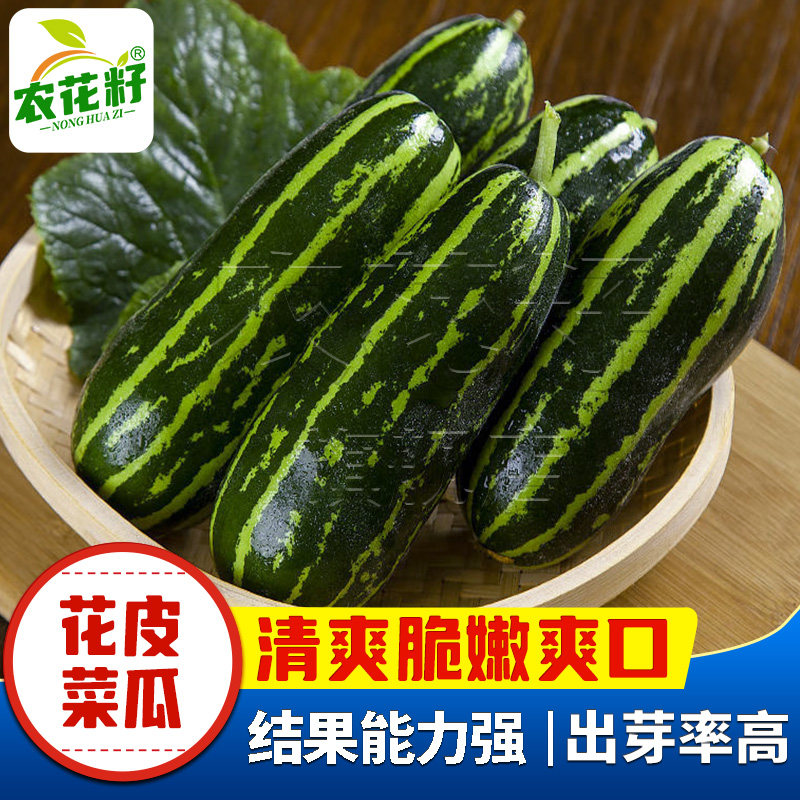 四川老品种绿皮花皮菜瓜种子烧瓜青瓜酱瓜种籽早熟幼瓜蔬菜爪种籽