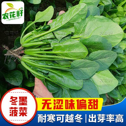 耐寒菠菜种青菜可以越冬抗病强