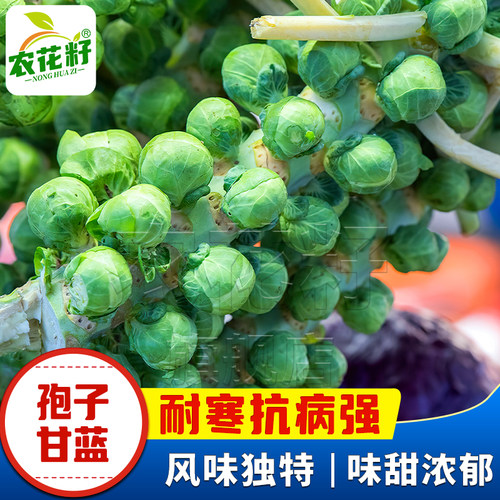 抱子甘蓝鲜嫩味甜浓郁营养丰富