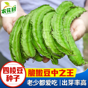 海南四棱豆种籽尼拉豆皇帝豆香龙豆种子耐热蔬菜种孑春夏秋季播种