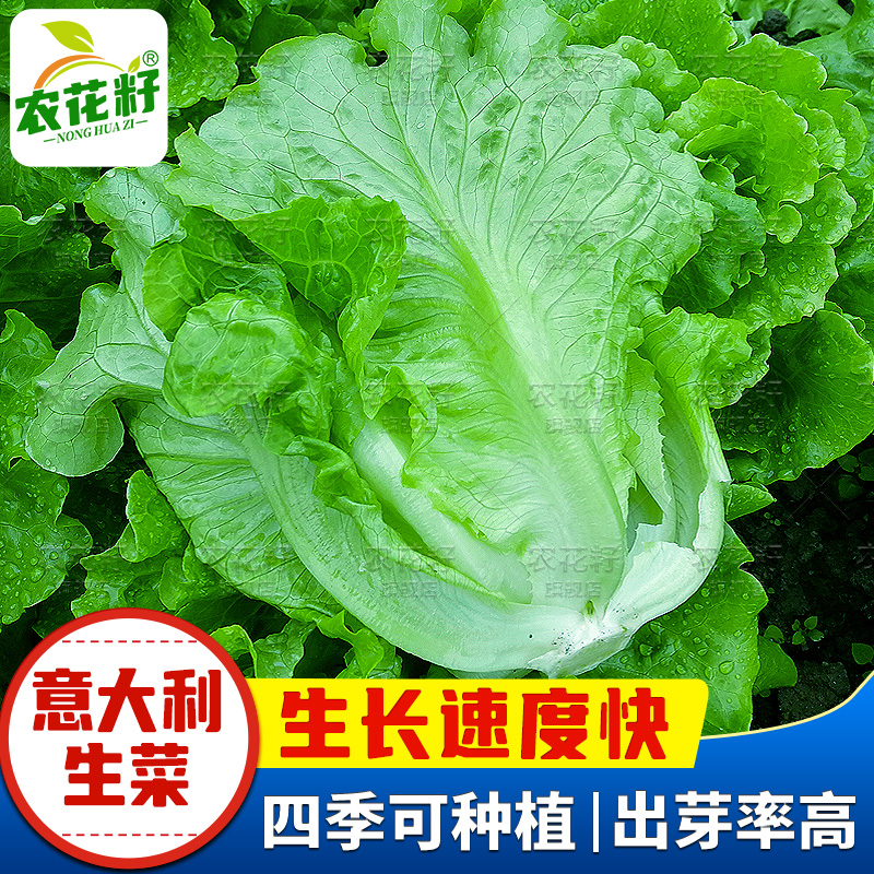 意大利生菜种籽大全四季孔雀菜紫叶生菜罗马生菜种孑盆栽阳台蔬菜