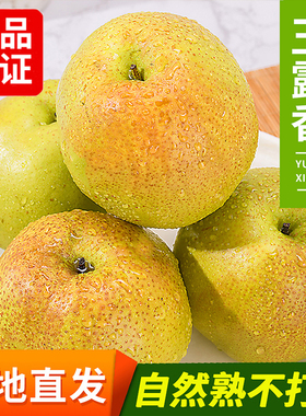 正宗山西临汾玉露香梨薄皮脆甜当季孕妇新鲜现摘水果雨露香梨礼盒