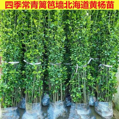 黄杨苗围墙篱笆植物大叶冬青树苗四季常青耐寒庭院绿篱树苗