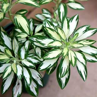 极速进口六出花锦盆栽o花叶宿根花卉多年生花期长耐寒稀有花卉观