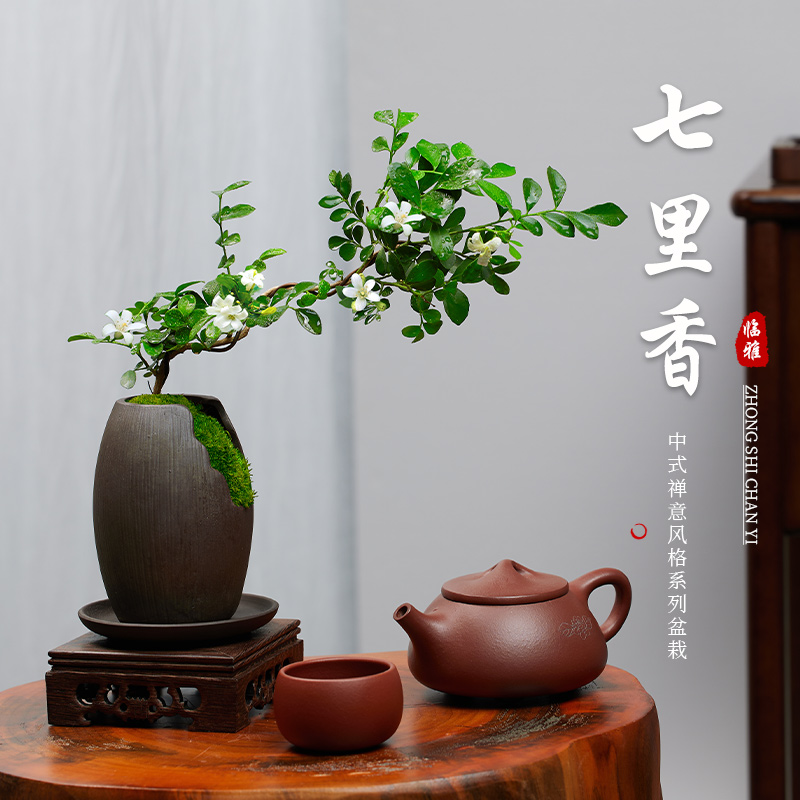 极速小叶飘枝七里香新中式客厅桌面绿植造型盆栽九V里香室内好养