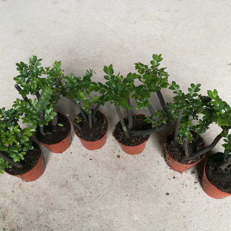 极速黑骨香 盆i景植物办公桌摆放好养 树桩观叶四季常青室内吸甲