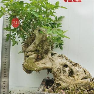 极速黄荆老桩小型盆景大山舍利镂空碳G化熟桩带盆栽好绿植阳台精
