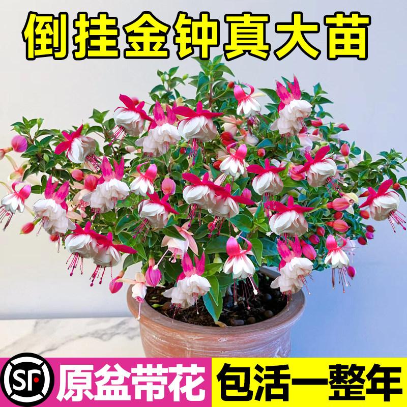速发挂倒金钟盆栽大苗带花卉灯笼花重瓣老桩花苞植物室内吊钟海棠