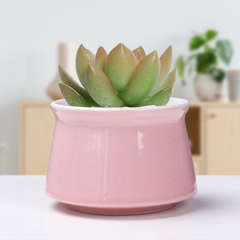 速发简约多肉花盆桌瓷2021新款陶面个性桃蛋透盆小拇指气控型迷你