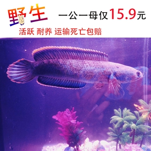 速发诚森七彩冷虹雷龙鱼彩型幼苗凶猛观赏鱼一对大水小型 淡水 好