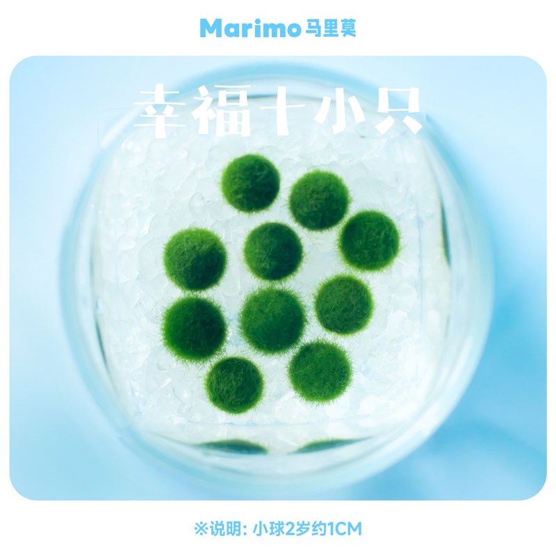 速发君Mimo马里莫 幸福球培 特别可爱水藻海藻球炸毛球藻#好养绿