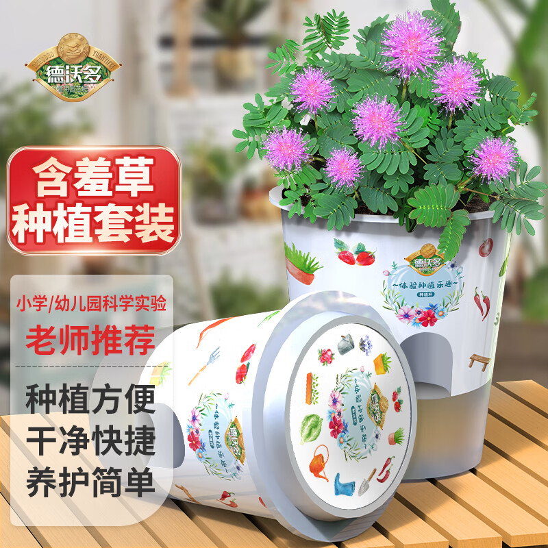 速发含羞草儿童台植小盆栽幼儿园观察植物生长小学生创意种养花