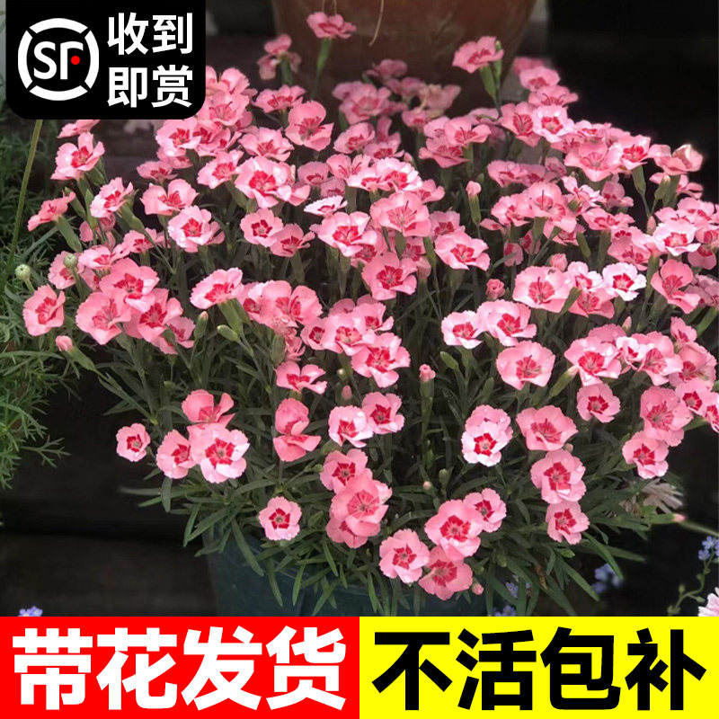 速发欧石竹花苗盆栽花卉植物室内外台庭院耐植绿花耐冻四季开寒不