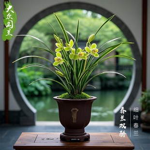 速发【双娇】兰花苗金边线艺名贵国栽花卉兰香型不带花苞浓草盆兰