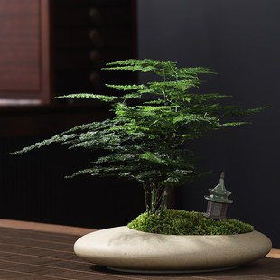 速发净化空气四季常青矮生密植绿竹盆栽花卉文叶带盆栽好室内茶几